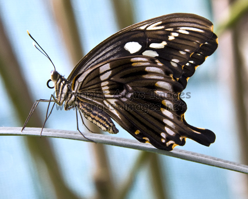 Butterfly at rest